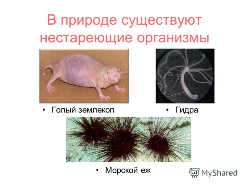 Кракен шоп интернет