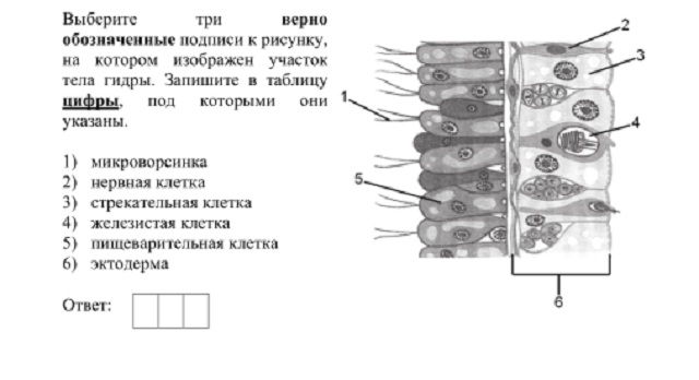 Кракен 12 at